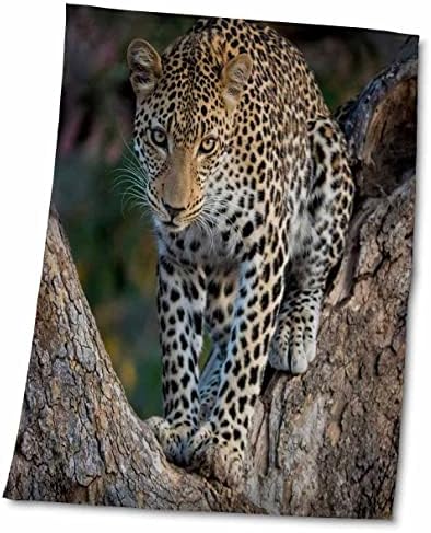 3дрозная Африка, Замбия. Портрет на леопард на дървото. - Кърпи (twl-256995-3)