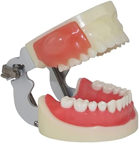 Стоматологичен Модел на Зъбите, Разрез на абсцес и дисекцията на зъба Модел на Разреза Алвеоларен абсцес и отводняване