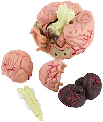 Модел на мозъка на домашни любимци, Анатомическая модел на мозъка, лека и лесна за переноске, за училището дома