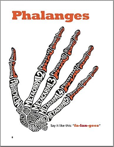 Опознай себе си - Кост четка, ръцете и раменете: Книга 1 Анатомия на човека за деца, най-добрата интерактивна работна заплата за проучване на скелетната система на чо