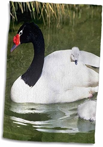3D Възрастен лебед с черна врата и лебедята във вода-Na02 Bja0016-Кърпа за ръце / спорт Jaynes Gallery, 15 x 22