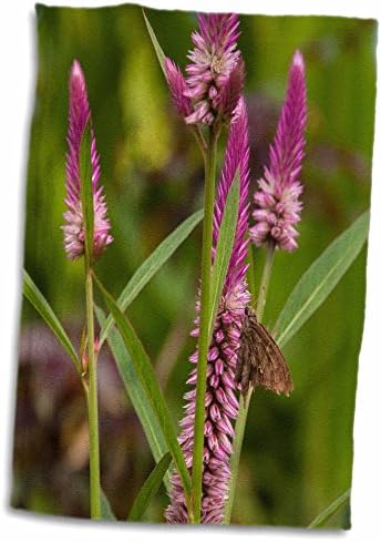 3дРоза Крамерс Амазонска цвете цъфти на - Кърпи (twl-229276-1)