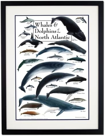 Земя, Небе + Вода - Китовете и делфините Северната част на Атлантическия океан - Плакат