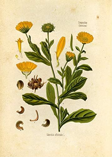 Реколта Ботанически щампи | Жълти цветя от Ink Inc. | Декор на фермерска къща в стил бохо | Комплект от 6 теми с размери 8 x 10 инча, без рамка
