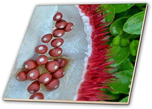 3 Капсули с плодове и семена Achiote или Анато (Bixa orellana) - Керамични плочки, 4 инча (ct_219732_1)