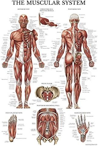 Palace Обучение 3 Pack - Плакат с периодичната таблица на елементите [Бял] + Таблица анатомията на мускулите и