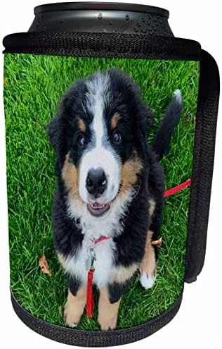 3dRose Сладко Кученце бернската планинско куче - Опаковка за шише-охладител (cc-362221-1)