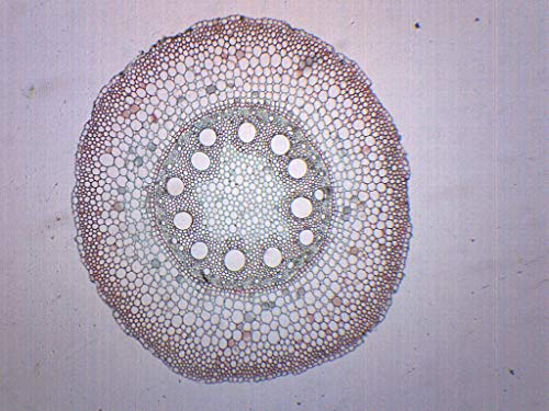 Корен однодольных и двусемеделни растения, Подготвени за моментното състояние на това микроскопично парче - 75 x 25 мм - Биология и микроскопия - Eisco Labs
