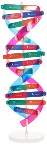 NUOBESTY Модел на Двойната Спирала на Набор от модели на ДНК Модел на Структурата на ДНК, Определени за изследване на човешките