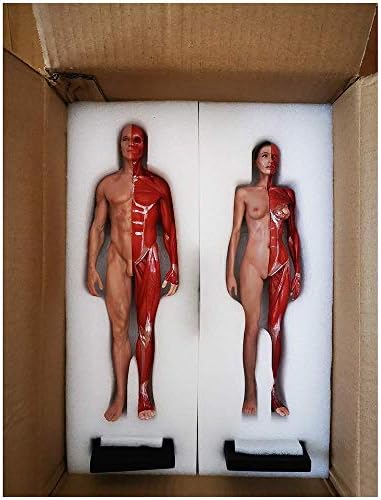Образователна модел RRGJ, Модел фигури по Анатомия на човека - 11-Инчов Модел Фигури, Анатомията на жените и мъжете - Модел Анатомична живопис на Човешкия Скелет - за сп?
