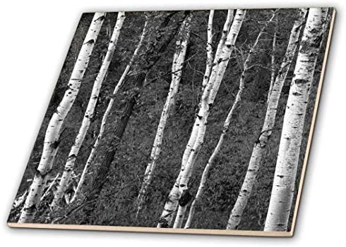 3dRose ct_146489_1 Дървета, Държавен парк Къстър, Южна Дакота, САЩ US42 WBI0007 Керамични плочки Walter Bibikow, 4 инча