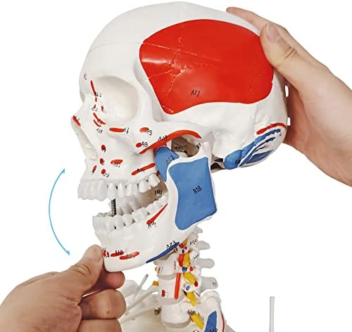 2023 Нова Медицинска Анатомическая Модел на Скелета Четка С Мускулите, Связками, Нервите и Кръвоносните Съдове, 7 Части, В реален размер, Магнитно Лесно Монтиране