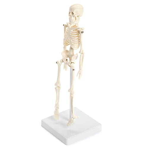 Мини-модел на Човешкия Скелет с поставка - Настолна Анатомическая модел на Скелета с височина 8,6 инча