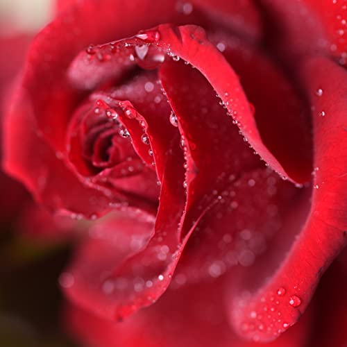 Натурални твърди парфюми Ladybug Soap Company Rose Garden (Розова градина, лидице буркан от 0,5 грама)