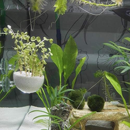 Ailindany 1 бр., кристален стъклена чаша за водни растения, държач за саксията с вендузи за декор на аквариум за аквариум