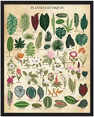 Ретро Плакат с растения, Стенно изкуство растения - Един Плакат с растително принтом 11x14, Плакат с растения, Реколта Ботанически