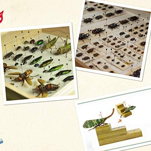Щифтове за проби насекоми от неръждаема стомана 0, 1, 2 и дъска за определяне на насекоми